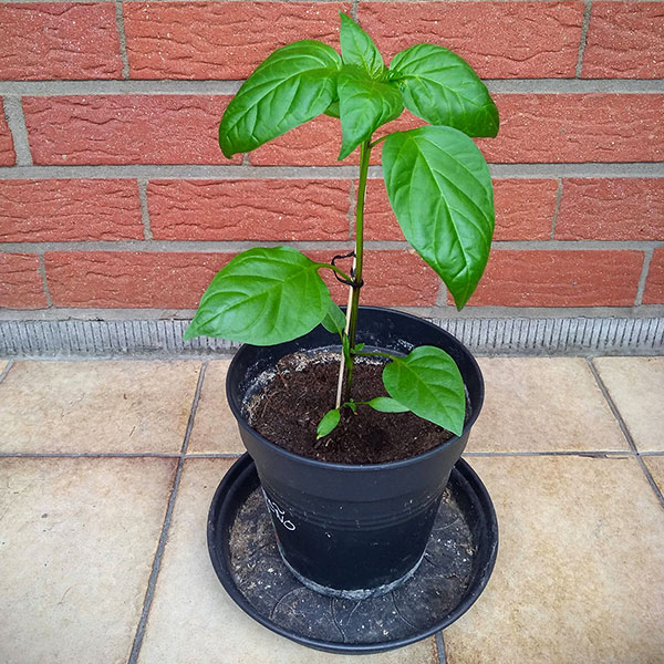 photo of a jalapeño plant in a pot against a brick wall