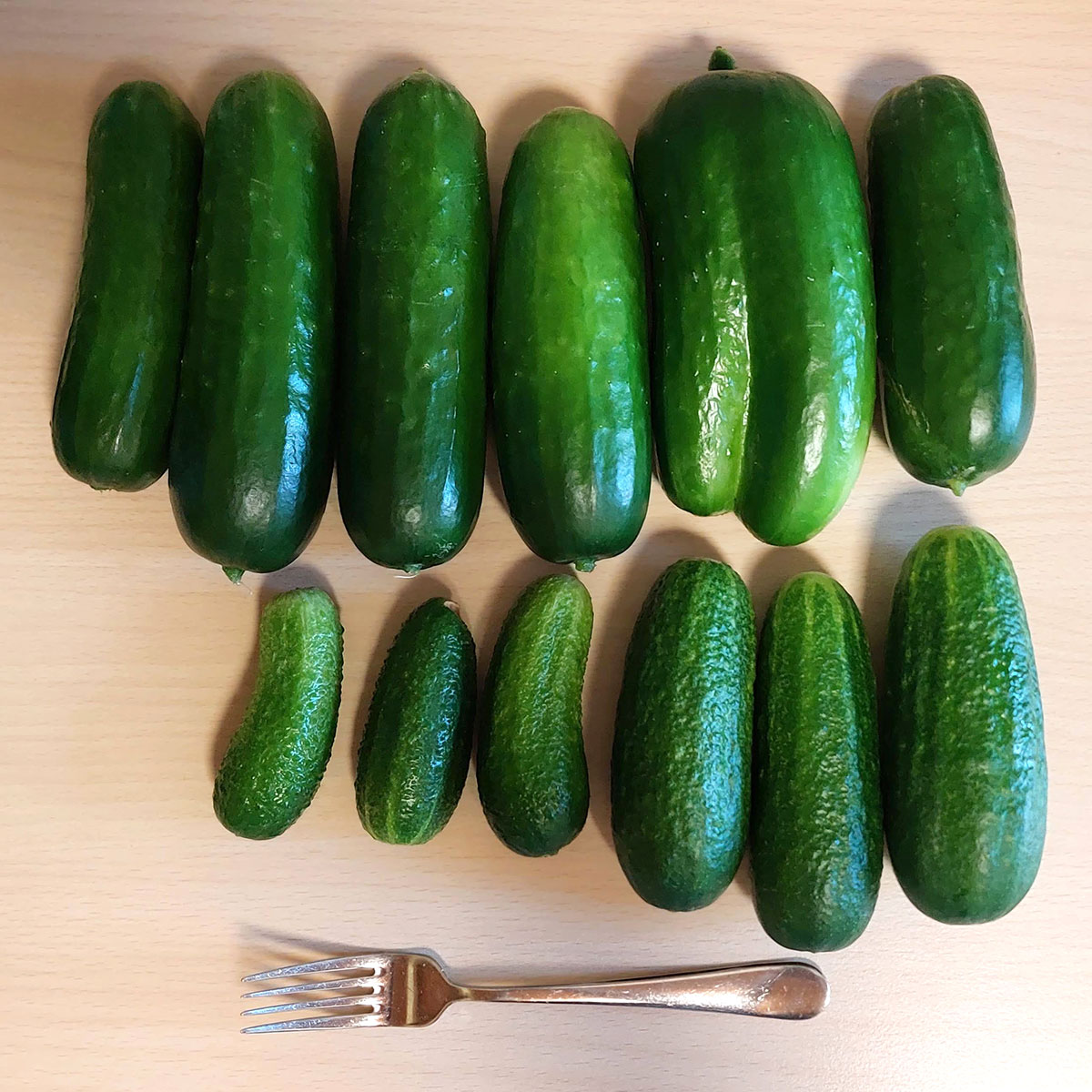 2 rows of cucumbers of various sizes, set on a table, with a spoon for scale