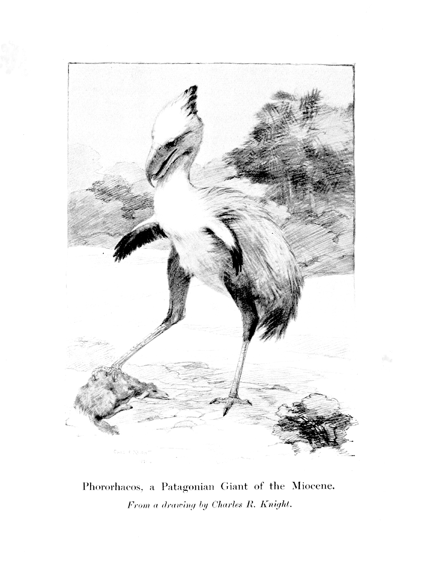 sketch of a Phorrorhacos with one foot on its prey and trees or bushes in the background