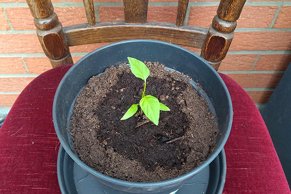 photo of a small jalapeño plant in a black flower pot sitting on a wooden chair, taken in bird's eye view. We see part of the wooden back of the chair and can see a red brick wall through its spokes