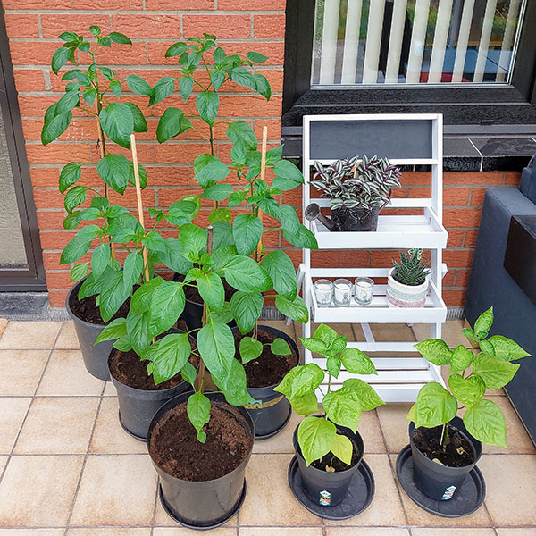 photo of a small jalapeño plant in a black flower pot sitting on a wooden chair, taken in bird's eye view. We see part of the wooden back of the chair and can see a red brick wall through its spokes