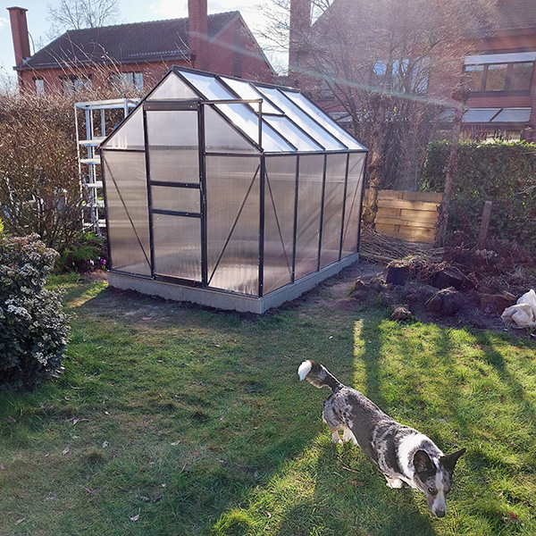 A small greenhouse in a garden, with a cardigan corgi in the foreground